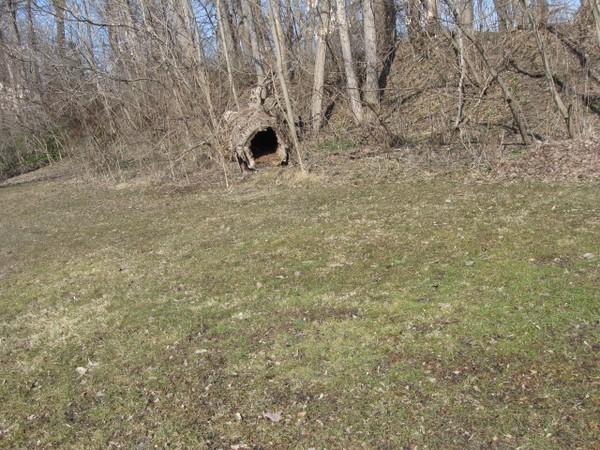 Fallen tree