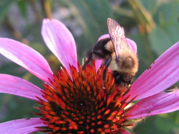 Gathering Nectar