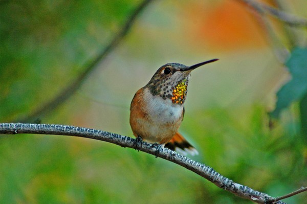 Rufous