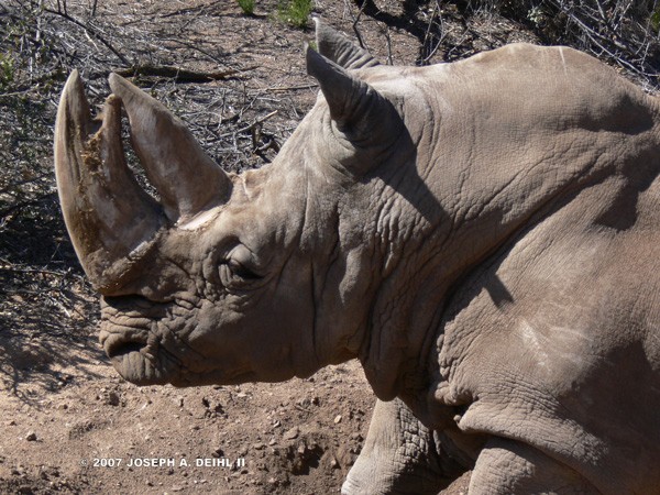 Rhino
