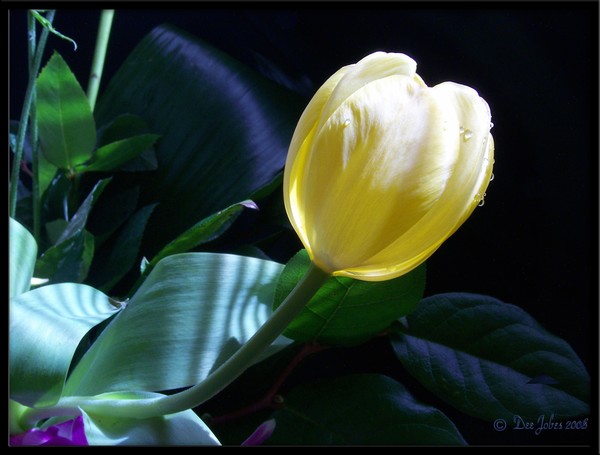 Indwelling Light