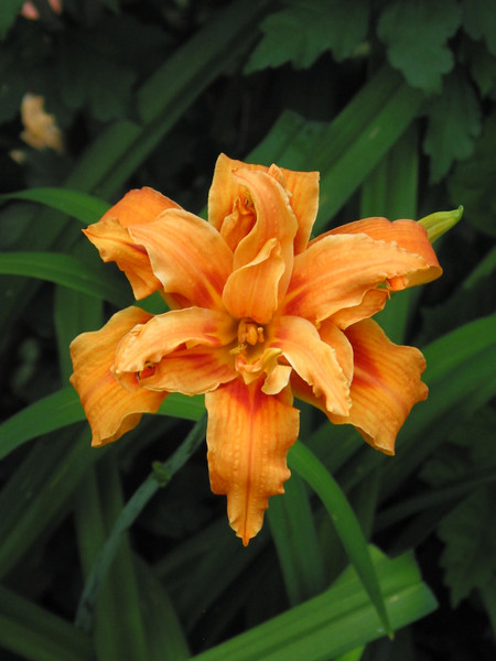 lily