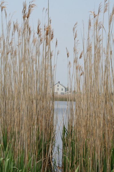 Beach House