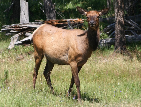 Lovely Young Elk