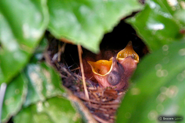 The Nest