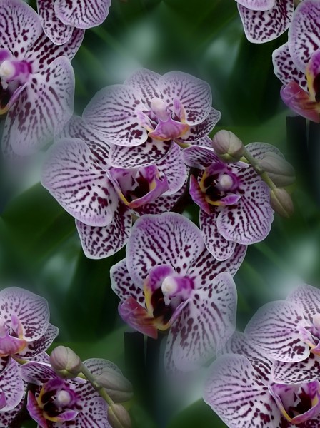 July Orchids (Two)