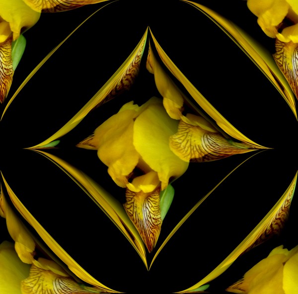 Yellow Iris Design (One)