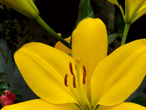 Yellow Lilies In The Park (One)