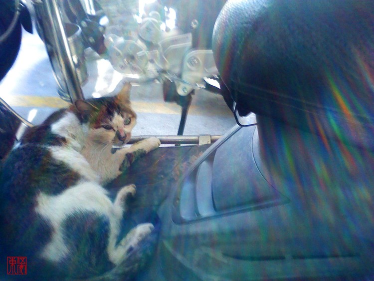 Strange Cat