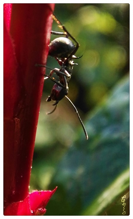 What A Big Ant!