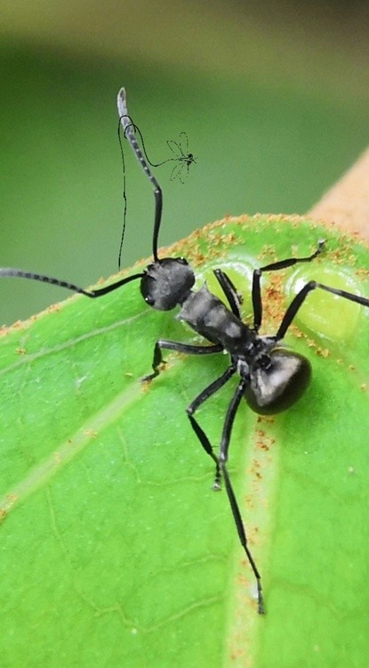 Black Ant
