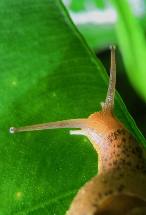 Snail