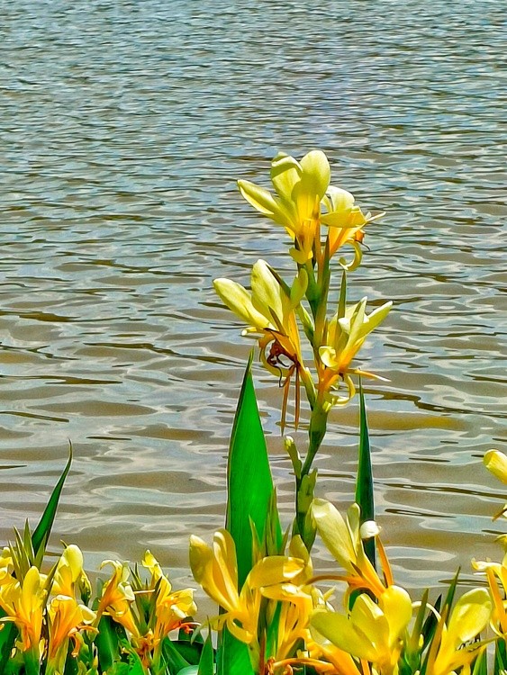 flowers and water