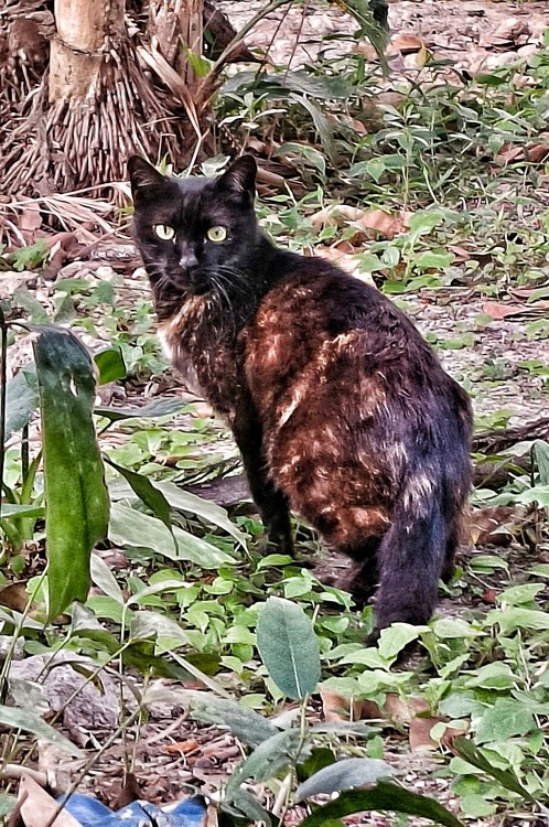 black cat