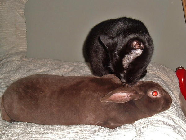 Kitty & Bunny