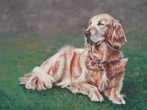 Molly, Golden Retriever