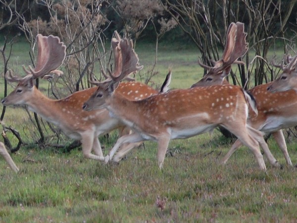 DEER DEER