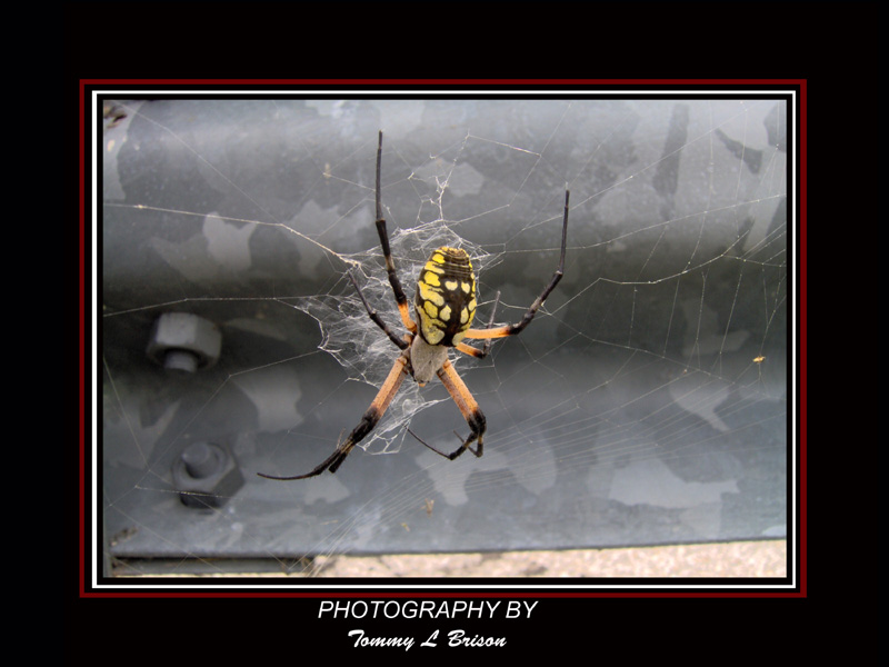 Beauty of Danger
