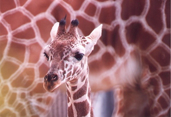 Giraffe Baby with Mother