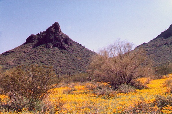 Picacho Peak Poppies