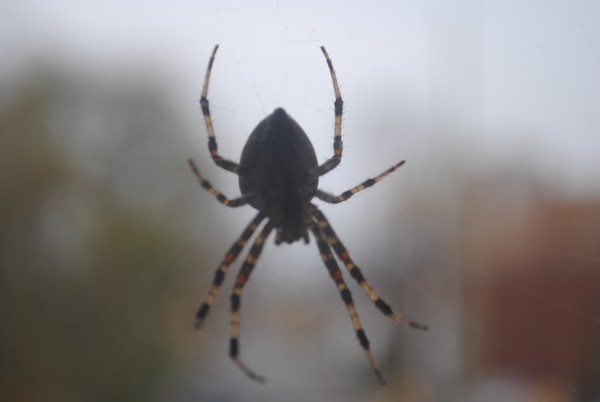 Spider on the deck