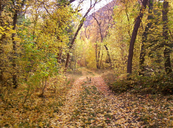 A Road Not Taken