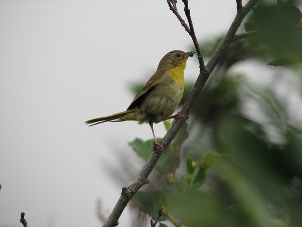 Nova Scotia songbird with berry