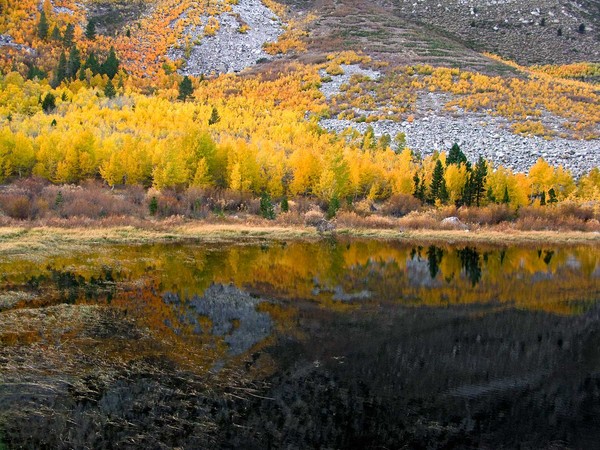 Pond Reflections 1