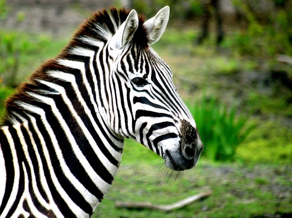Zebra