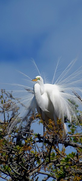 Great White Heron Nesting