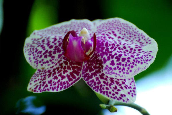 Spotted Orchid