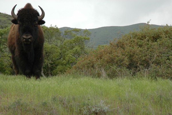 Catalina Buffalo/Bison