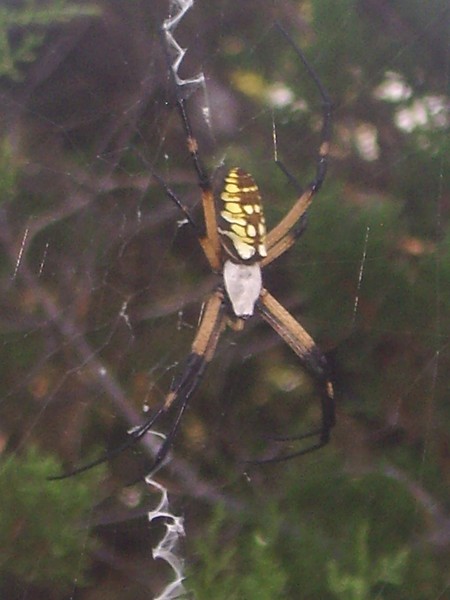 Spider