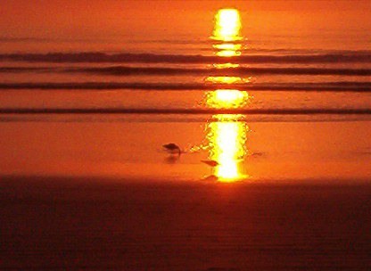 DAYTONA SUNRISE