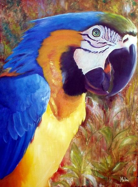 Arara Azul