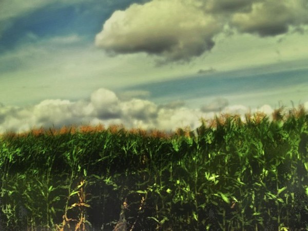 Field of gold