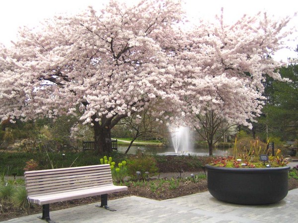 Yoshini Cherry Tree