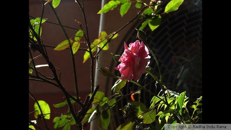 Rosa rosada 1