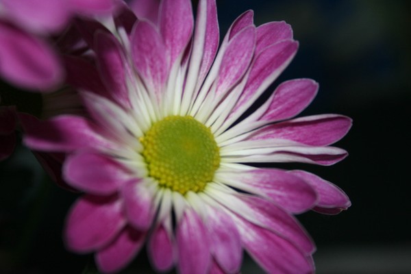 Pretty as a Purple Daisy