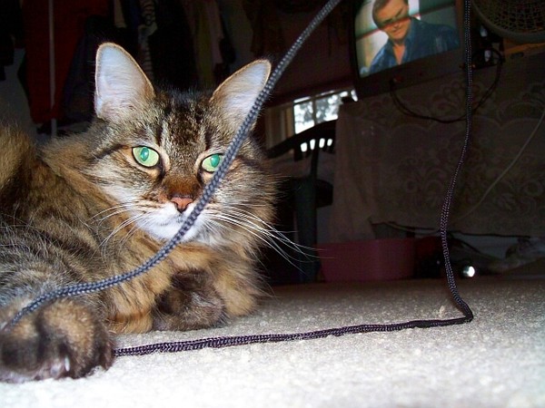 GG cat