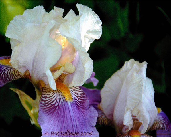 Iris #5