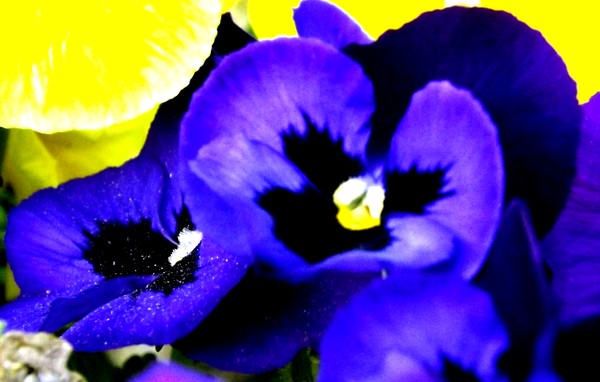 Pansy