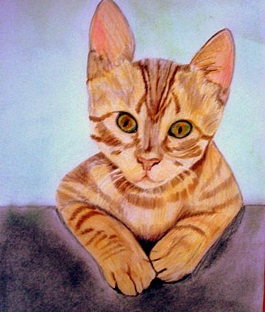kitten