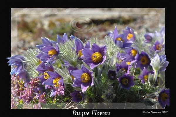 Pasque Flowers