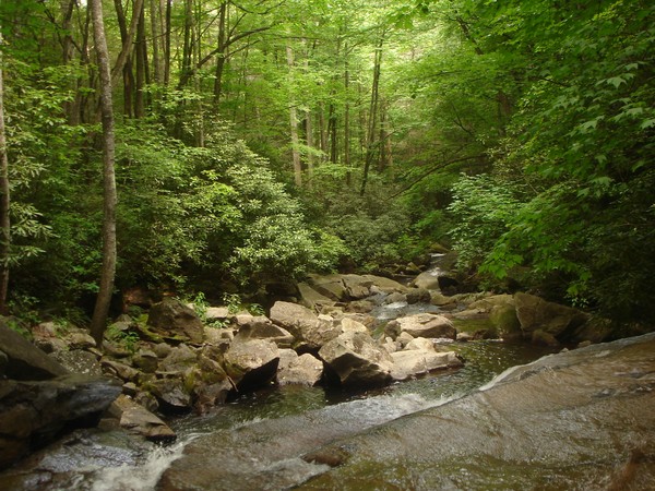 PISGAH FOREST