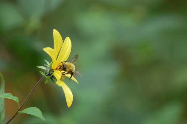 Bee on Flower
