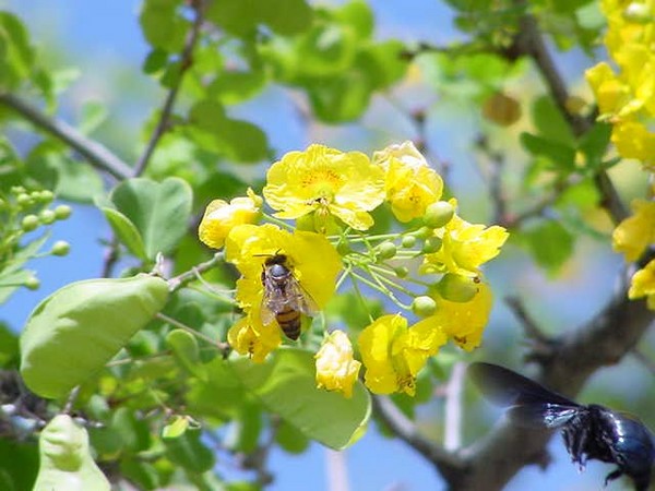 Flowers and the Bees