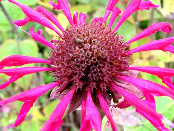 Flower To Marvel Over 