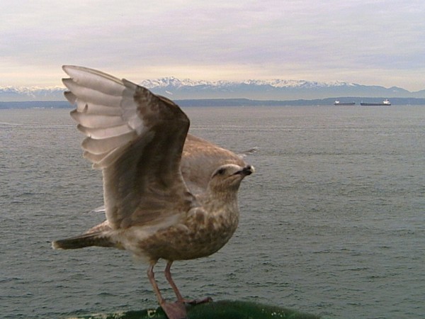 eagle imposter 
