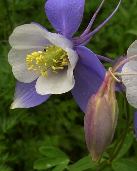 Rocky Mountain Columbine